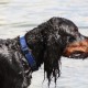 RRS_Fotogalerien_2010-07-18_Auesee_Wesel032