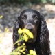 RRS_Fotogalerien_2010-07-18_Auesee_Wesel039
