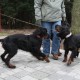 RRS_Fotogalerien_2012-01-29_Gnomengang26