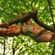RRS_Fotogalerien_2012-01-29_Gnomengang61