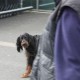 RRS_Fotogalerien_2012-04-01_Mantrailing030