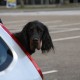 RRS_Fotogalerien_2012-04-01_Mantrailing051