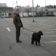 RRS_Fotogalerien_2012-04-01_Mantrailing056
