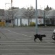 RRS_Fotogalerien_2012-04-01_Mantrailing064