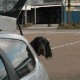 RRS_Fotogalerien_2012-04-01_Mantrailing067