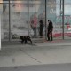 RRS_Fotogalerien_2012-04-01_Mantrailing081