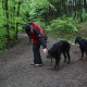 RRS_Fotogalerien_2012-05-06_Doggie-Fit021