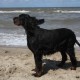 2012-07-29 RRS Holland Hundestrand_025