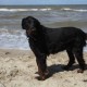 2012-07-29 RRS Holland Hundestrand_026