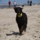 2012-07-29 RRS Holland Hundestrand_070