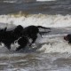 2012-07-29 RRS Holland Hundestrand_117