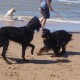 2012-07-29 RRS Holland Hundestrand_229
