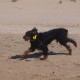2012-07-29 RRS Holland Hundestrand_248