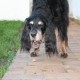 RRS_Fotogalerien_2009-12-13_Hunde_Kekse_backen29