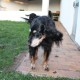 RRS_Fotogalerien_2009-12-13_Hunde_Kekse_backen32