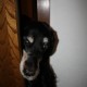 RRS_Fotogalerien_2009-12-13_Hunde_Kekse_backen37