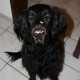 RRS_Fotogalerien_2009-12-13_Hunde_Kekse_backen43