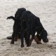 RRS_Fotogalerien_2013-04-14_Kijkduin-Hundestrand009