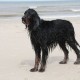 RRS_Fotogalerien_2013-04-14_Kijkduin-Hundestrand018