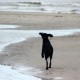 RRS_Fotogalerien_2013-04-14_Kijkduin-Hundestrand036