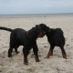 RRS_Fotogalerien_2013-04-14_Kijkduin-Hundestrand040