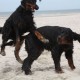 RRS_Fotogalerien_2013-04-14_Kijkduin-Hundestrand048