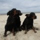 RRS_Fotogalerien_2013-04-14_Kijkduin-Hundestrand060