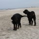 RRS_Fotogalerien_2013-04-14_Kijkduin-Hundestrand063