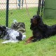 RRS_Fotogalerien_2014-06-19_Hunderennen022