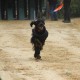 RRS_Fotogalerien_2014-06-19_Hunderennen063