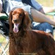 RRS_Fotogalerien_2015-07-26_Seehund-Abzeichen009