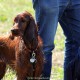 RRS_Fotogalerien_2015-07-26_Seehund-Abzeichen010