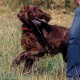 RRS_Fotogalerien_2015-07-26_Seehund-Abzeichen030