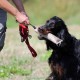 RRS_Fotogalerien_2015-07-26_Seehund-Abzeichen089