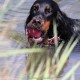 RRS_Fotogalerien_2015-07-26_Seehund-Abzeichen105