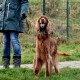 RRS_Fotogalerien_2015-12-31_Silvesterspaziergang011