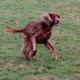 RRS_Fotogalerien_2015-12-31_Silvesterspaziergang012
