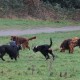 RRS_Fotogalerien_2015-12-31_Silvesterspaziergang016