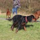 RRS_Fotogalerien_2015-12-31_Silvesterspaziergang206