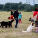 RRS_Fotogalerien_2016-06-12_Hundestunde021